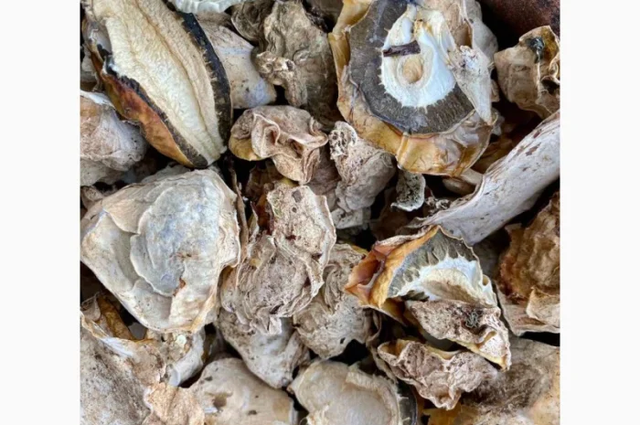 Сушені яйця гриба веселка- фото № 2