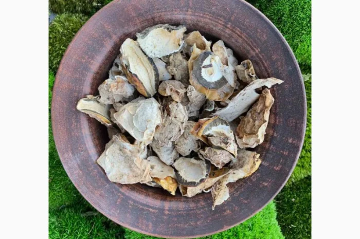 Сушені яйця гриба веселка- фото № 3