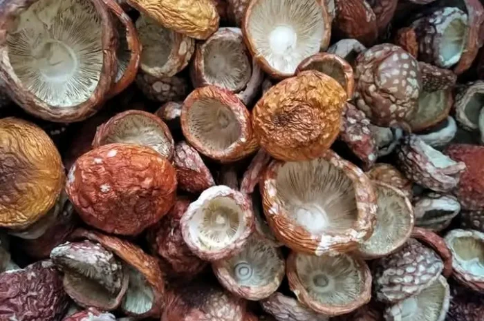 Продажа шляпок червоного мухомора- фото № 2