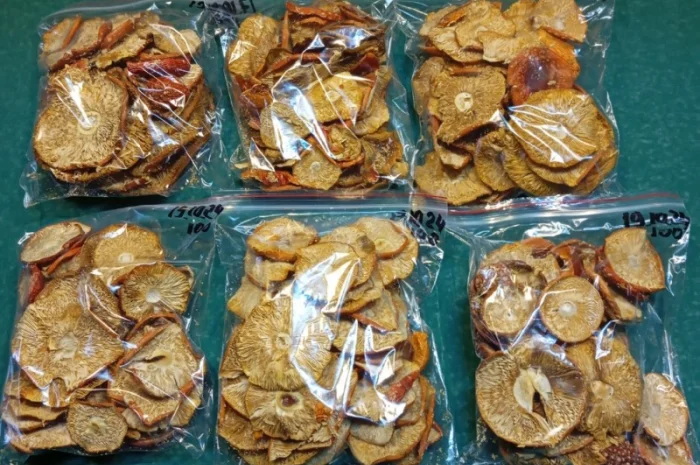 Продажа мухомора червоного 1-2 сорта- фото № 4