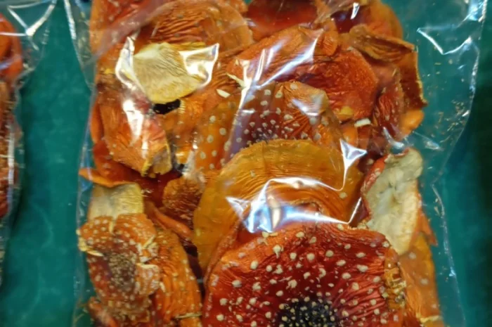 Продажа мухомора червоного 1-2 сорта- фото № 5