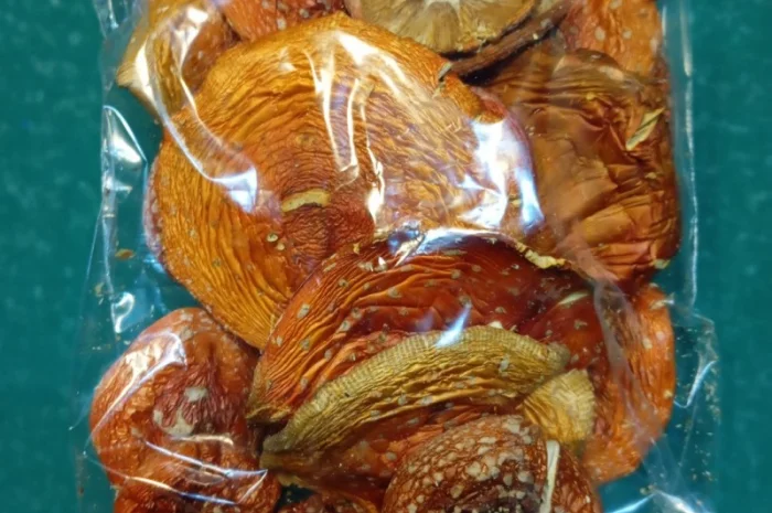 Продажа мухомора червоного 1-2 сорта- фото № 6