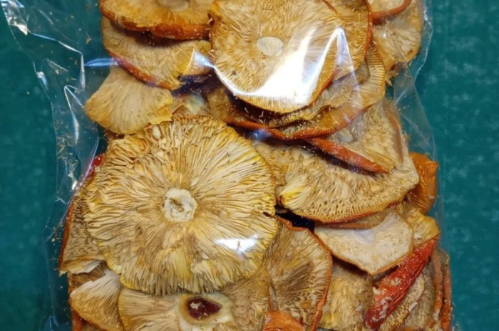 Продажа мухомора червоного 1-2 сорта- фото № 7