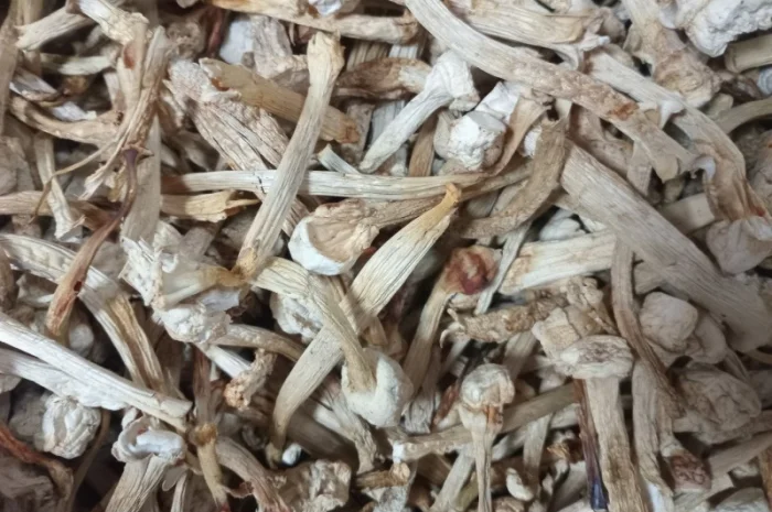 Ніжки пантерного мухомора для продажи- фото № 1