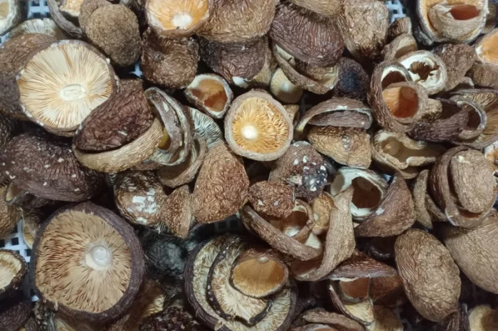 Шапки пантерного мухомора на продажу- фото № 1