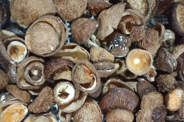 Шапки пантерного мухомора на продажу- фото № 2