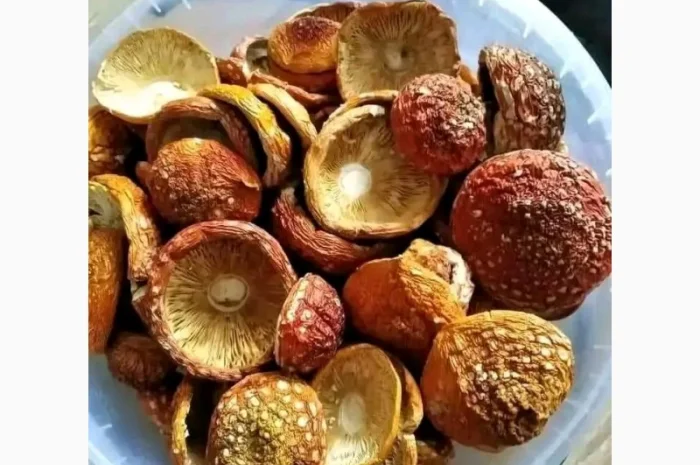 Продажа шляпок червоного мухомора- фото № 3