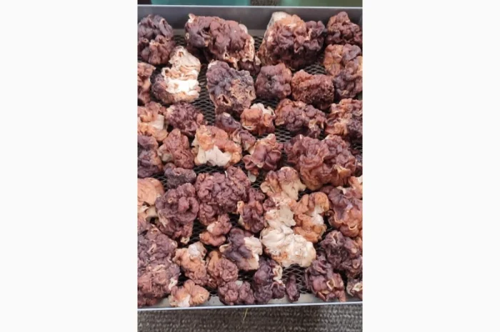 Продаю сушеный гриб строчок- фото № 1