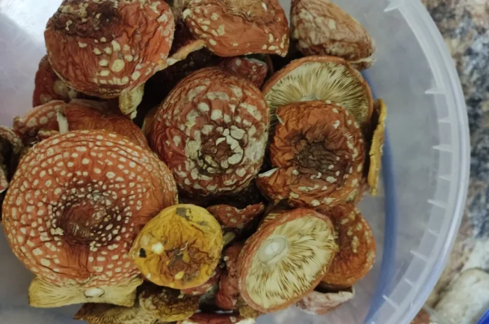 Сушений мухомор червоний на продаж- фото № 1