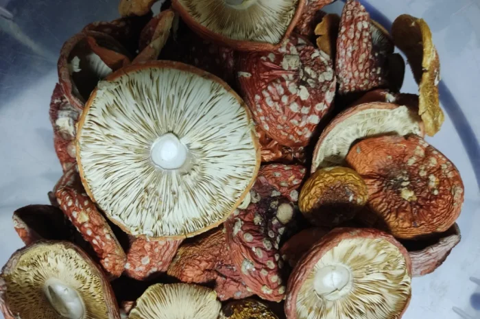 Сушений мухомор червоний на продаж- фото № 2