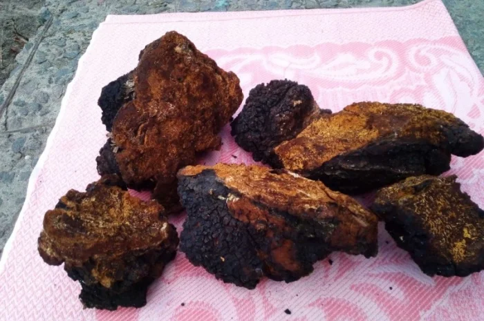 Продаю сушену Чагу березову- фото № 2