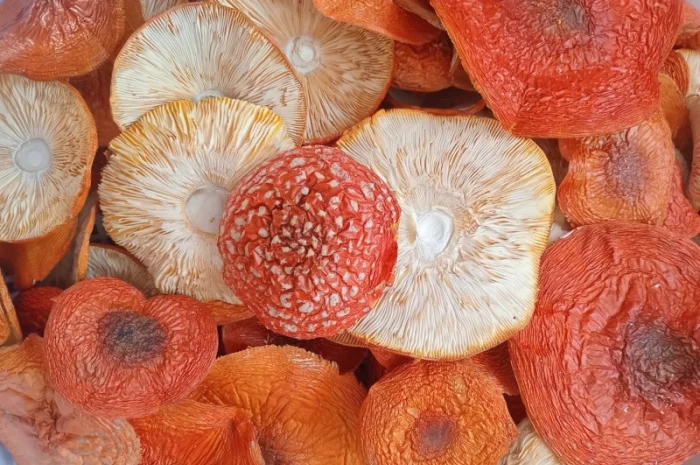 Мухомор червоний для здоров'я- фото № 1