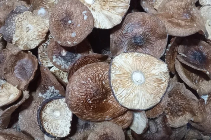 Пантерний мухомор без песка и грязи- фото № 1