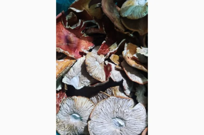 Мухомор сушений, 3 сорт, збір 25 року- фото № 2