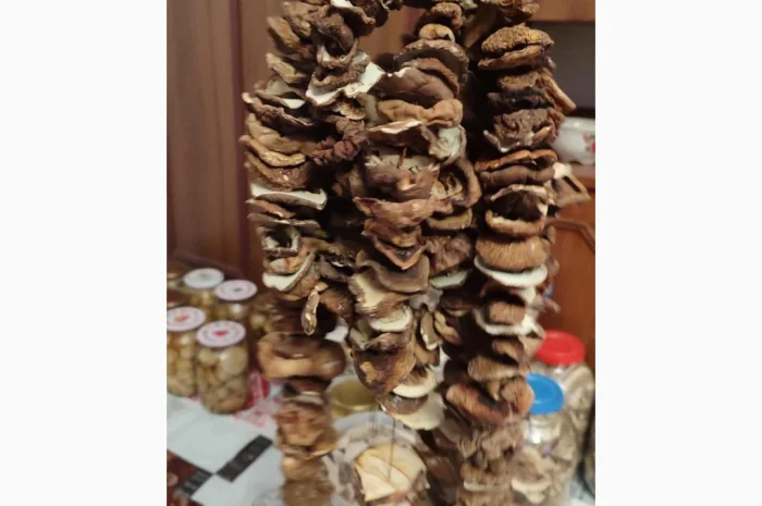 Шапочки білих грибів на продаж- фото № 2