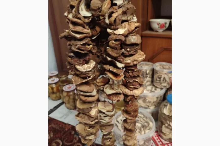 Шапочки білих грибів на продаж- фото № 3