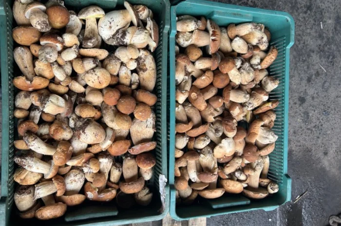 Продаю замороженный белый гриб 1 сорта- фото № 1