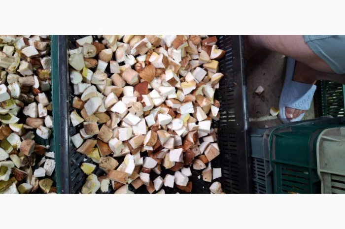 Грибы белые свежезамороженные нарезанные кубиками- фото № 1