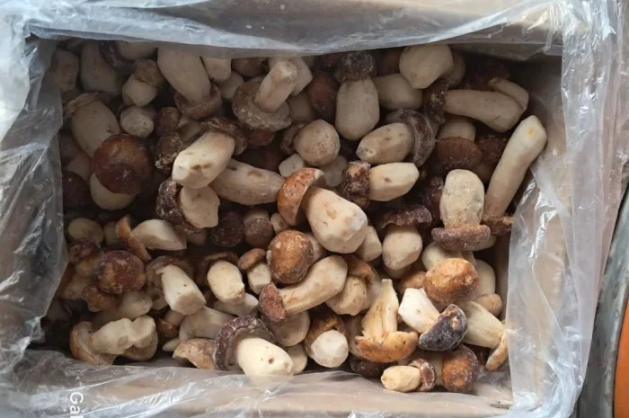 Продажа заморожених білих грибів Пікало- фото № 2