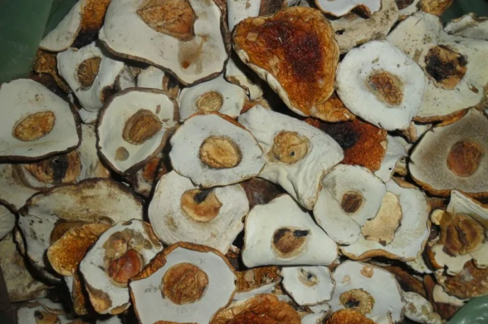 Шапочка білого гриба на продаж- фото № 1