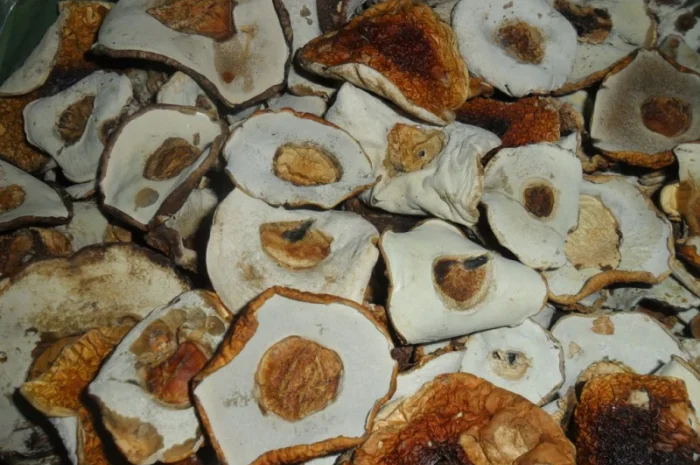 Шапочка білого гриба на продаж- фото № 2