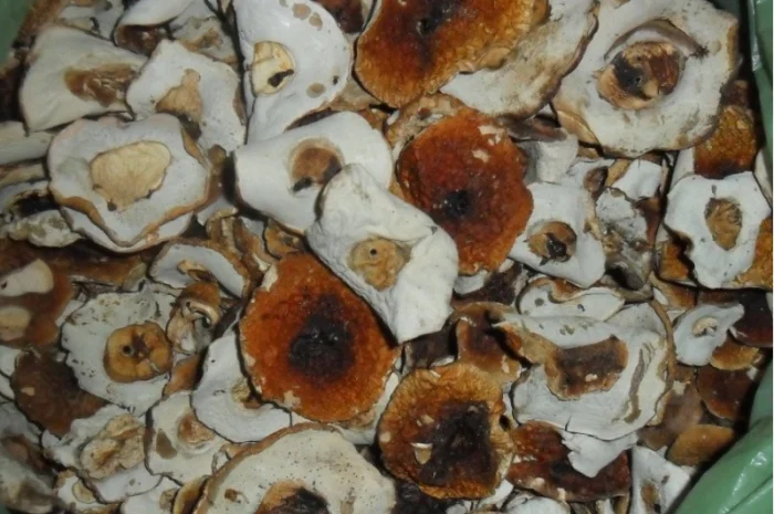 Шапочка білого гриба на продаж- фото № 3