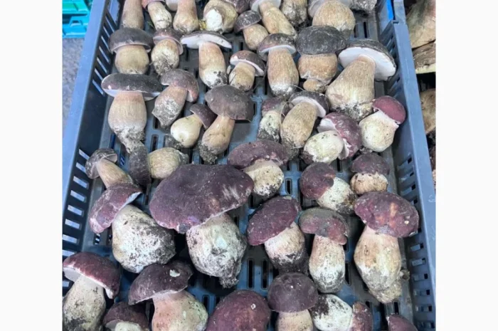 Куплю білий гриб у Львові- фото № 1