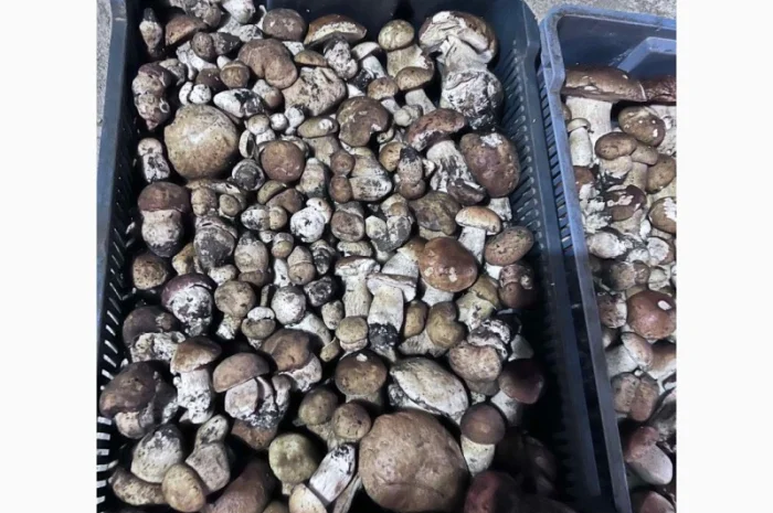 Куплю білий гриб у Львові- фото № 2