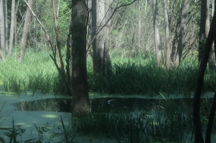 Настойка лечебного гриба "Веселка" 1л- фото № 4