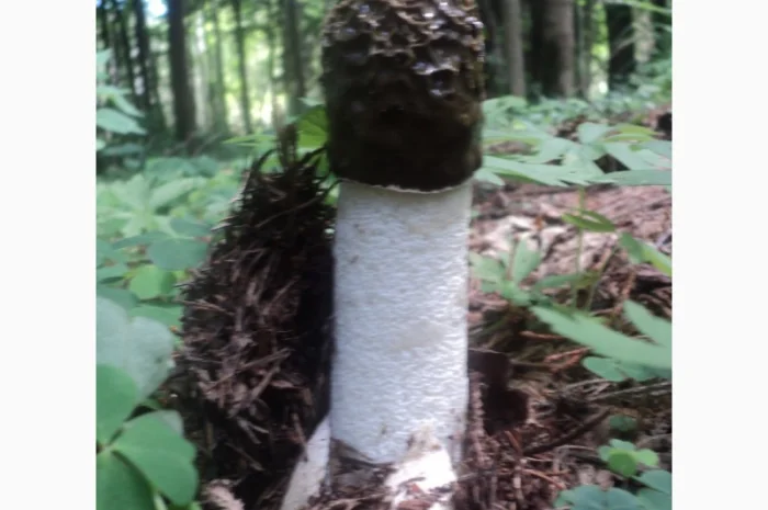 Настойка лечебного гриба "Веселка" 1л- фото № 3