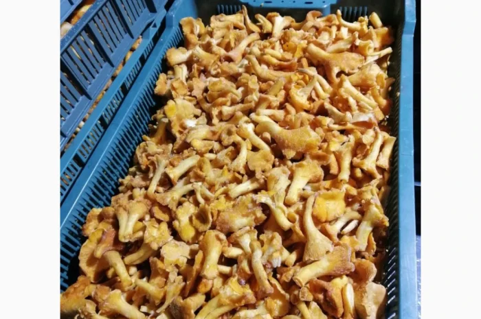 Продаж замороженої бланшованої лисички- фото № 1