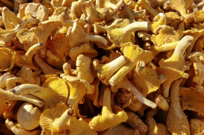 Продаж Екстракта Лисичок полісахаридів 50%- фото № 4