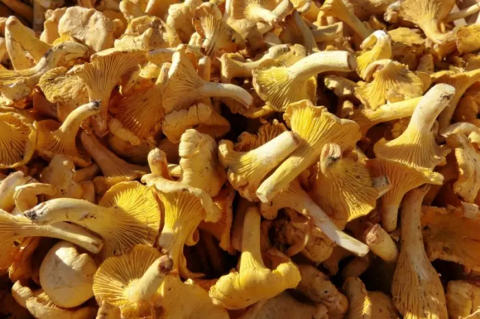 Продаж Екстракта Лисичок полісахаридів 50%- фото № 4
