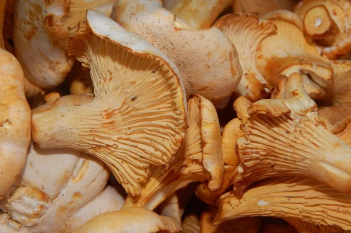 Продаж Екстракта Лисичок полісахаридів 50%- фото № 5