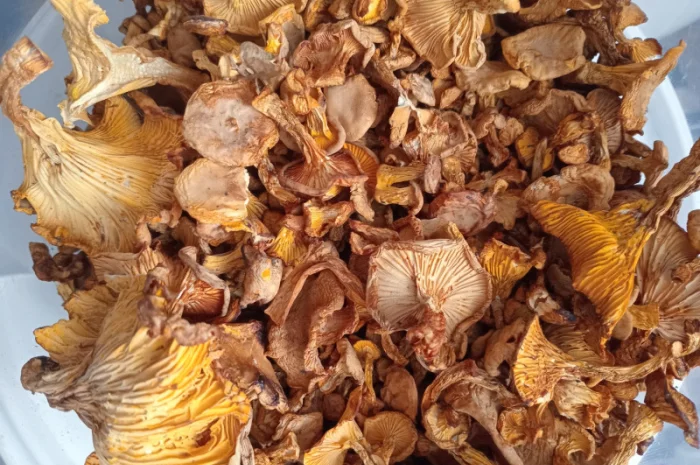 Продаж сушеної лисички- фото № 1