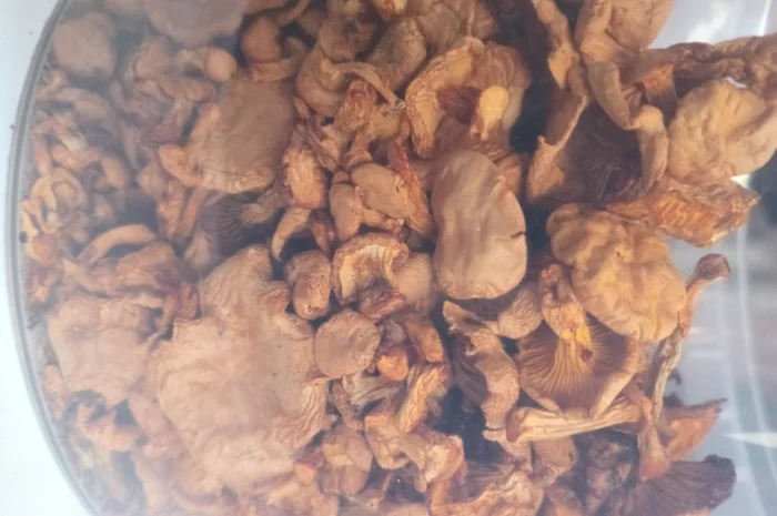 Продаж сушеної лисички- фото № 2