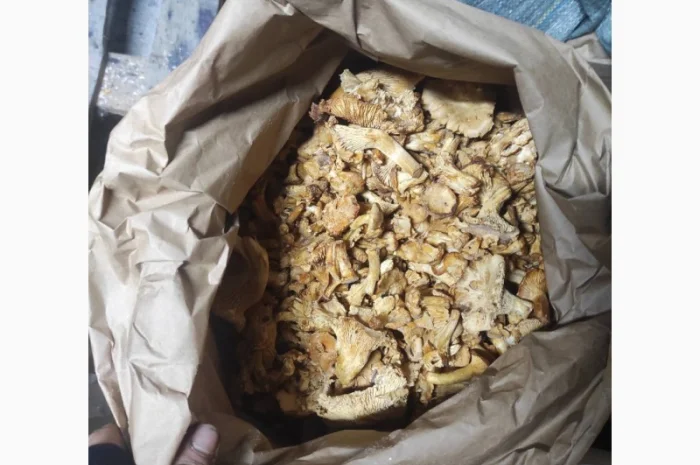 Лисички заморожені на продаж- фото № 3