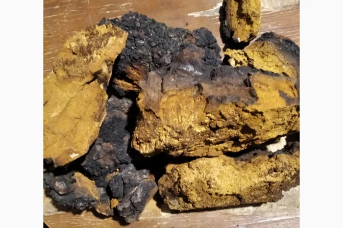 Продаж трутовиків чаги та інших видів- фото № 1