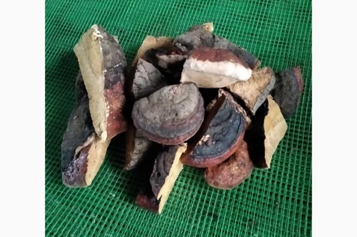 Продаж трутовиків чаги та інших видів- фото № 2