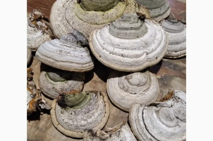 Продаж трутовиків чаги та інших видів- фото № 3