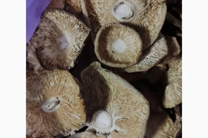 Продаю пантерний мухомор- фото № 2