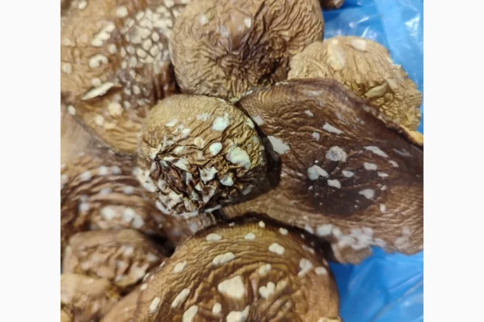 Продаю пантерний мухомор- фото № 3