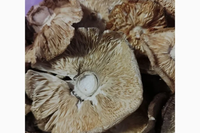 Продаю пантерний мухомор- фото № 5