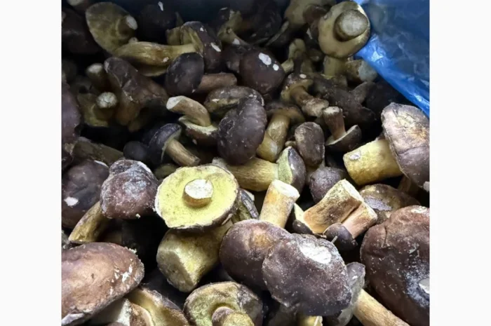 Заморожений гриб польський на продаж- фото № 1