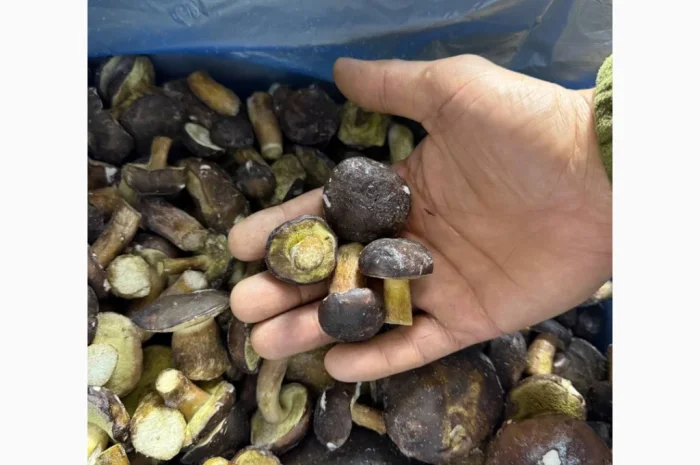 Заморожений гриб польський на продаж- фото № 2