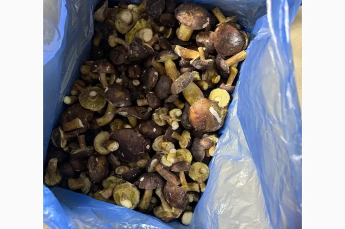 Заморожений гриб польський на продаж- фото № 3