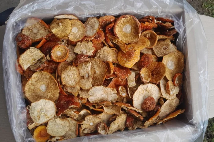 Гриб мухомор червоний, продажа- фото № 1