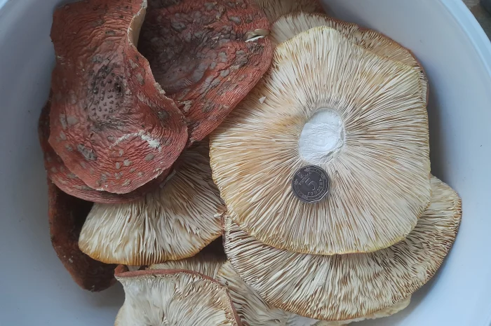 Мухомори великого розміру на продаж- фото № 1