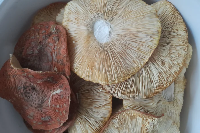 Мухомори великого розміру на продаж- фото № 2