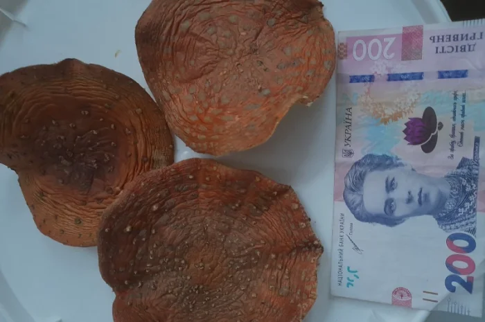 Шапочки мухомора для продажу- фото № 1